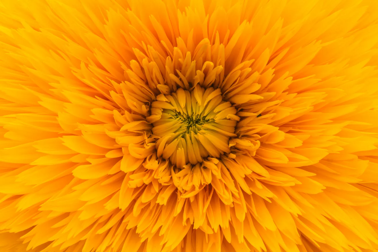 \"\"